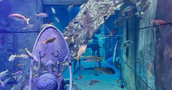 Explore DubaiâS Lost Chambers Aquarium: Tickets For One, Two, Or Four Dubai - Image 5